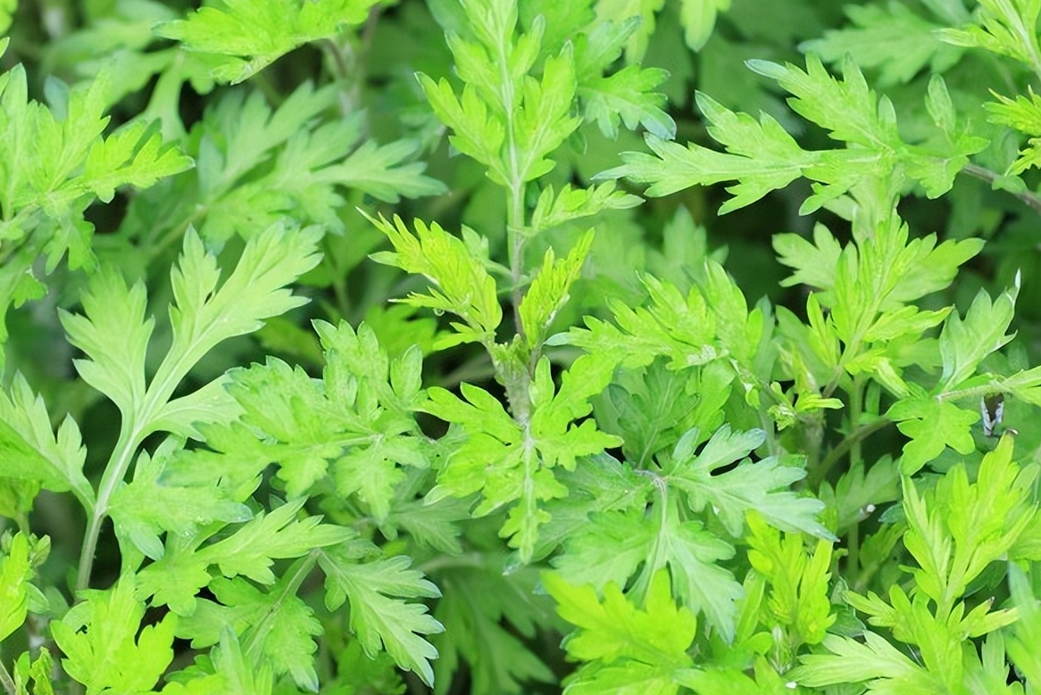 蔬菜保鲜：别直接放冰箱，分享4种蔬菜保鲜法，放一年都不会坏