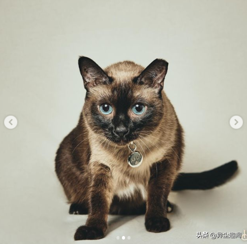 关于《社内相亲》金旻奎的6件事！游泳选手出身、私下是猫奴