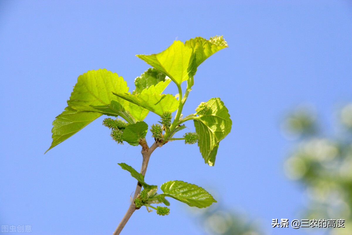 這6種樹上的嫩芽,充滿了春天的味道,要吃趁早,錯過又是一年