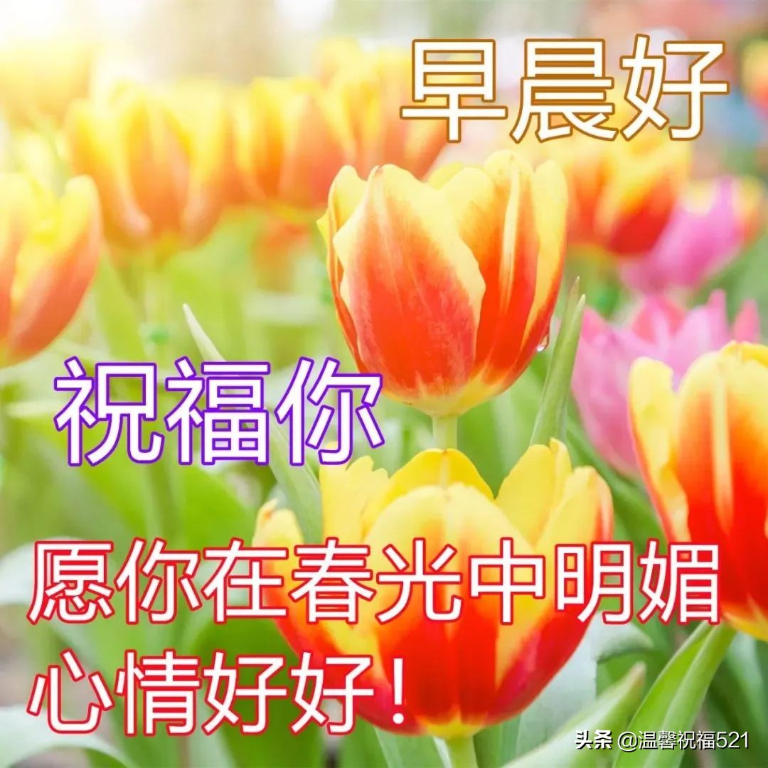 适合微信朋友圈的早安温馨问候语短句 春日早安问候语鲜花图片带字