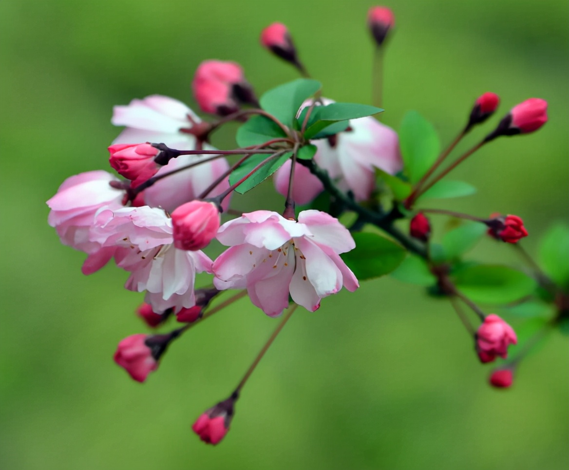 13描写海棠花的优美句子(海棠花唯美诗词) _力贝号