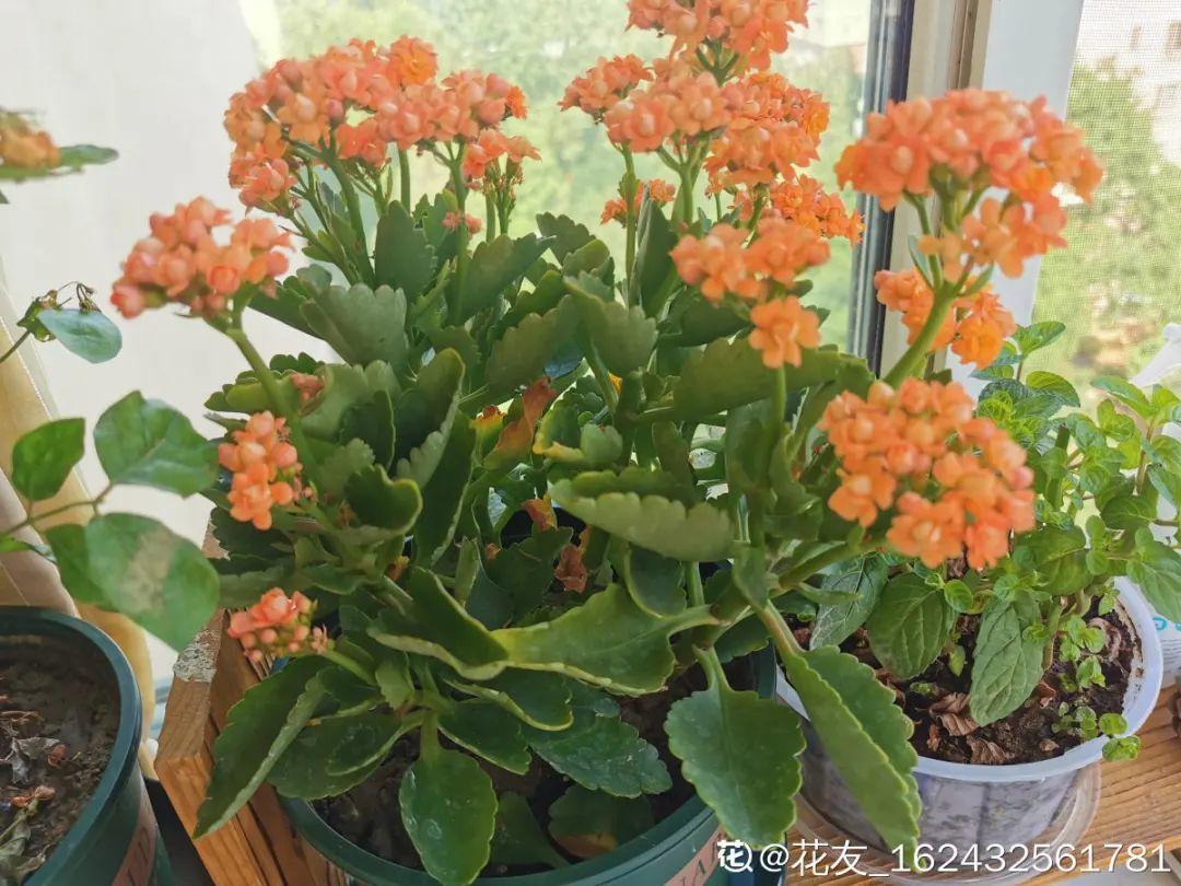 象征老人长寿的花（寓意老人健康长寿的花）