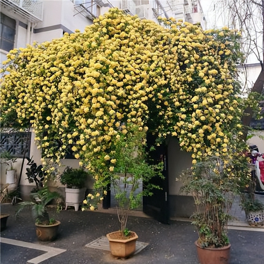 一棵木香花 爬成一面墙 开成花瀑布 流淌着 到处都是花海 天天看点