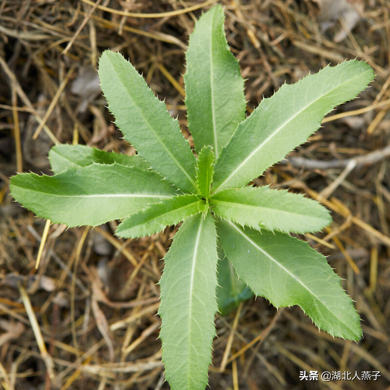 农村100种野菜图片名单 农村能吃的野菜100种-诚智百科网