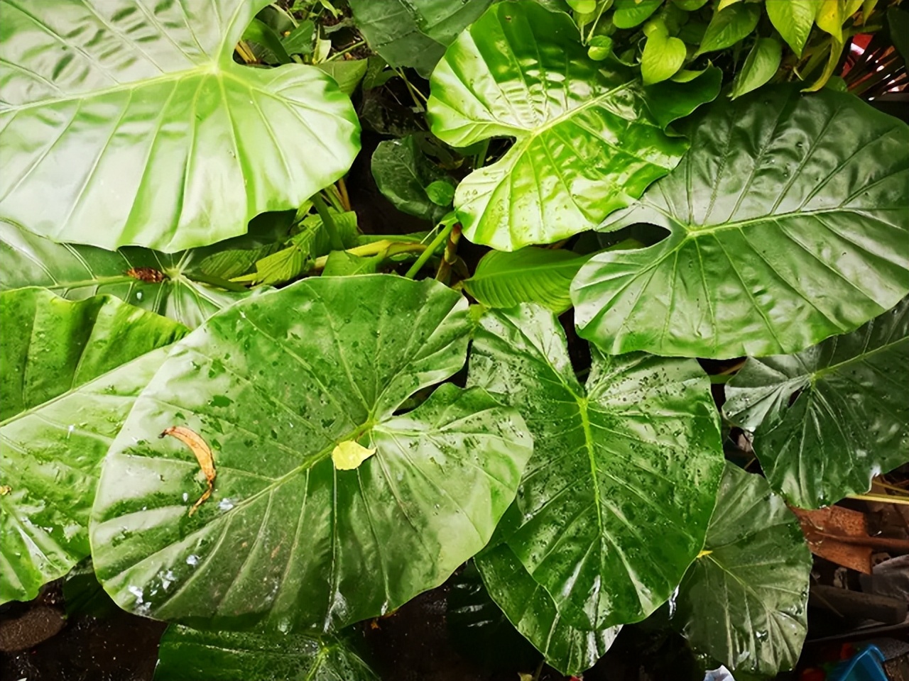 不管多愛養花，家里一定“6不養”，不是誤導，而是過來人的經驗