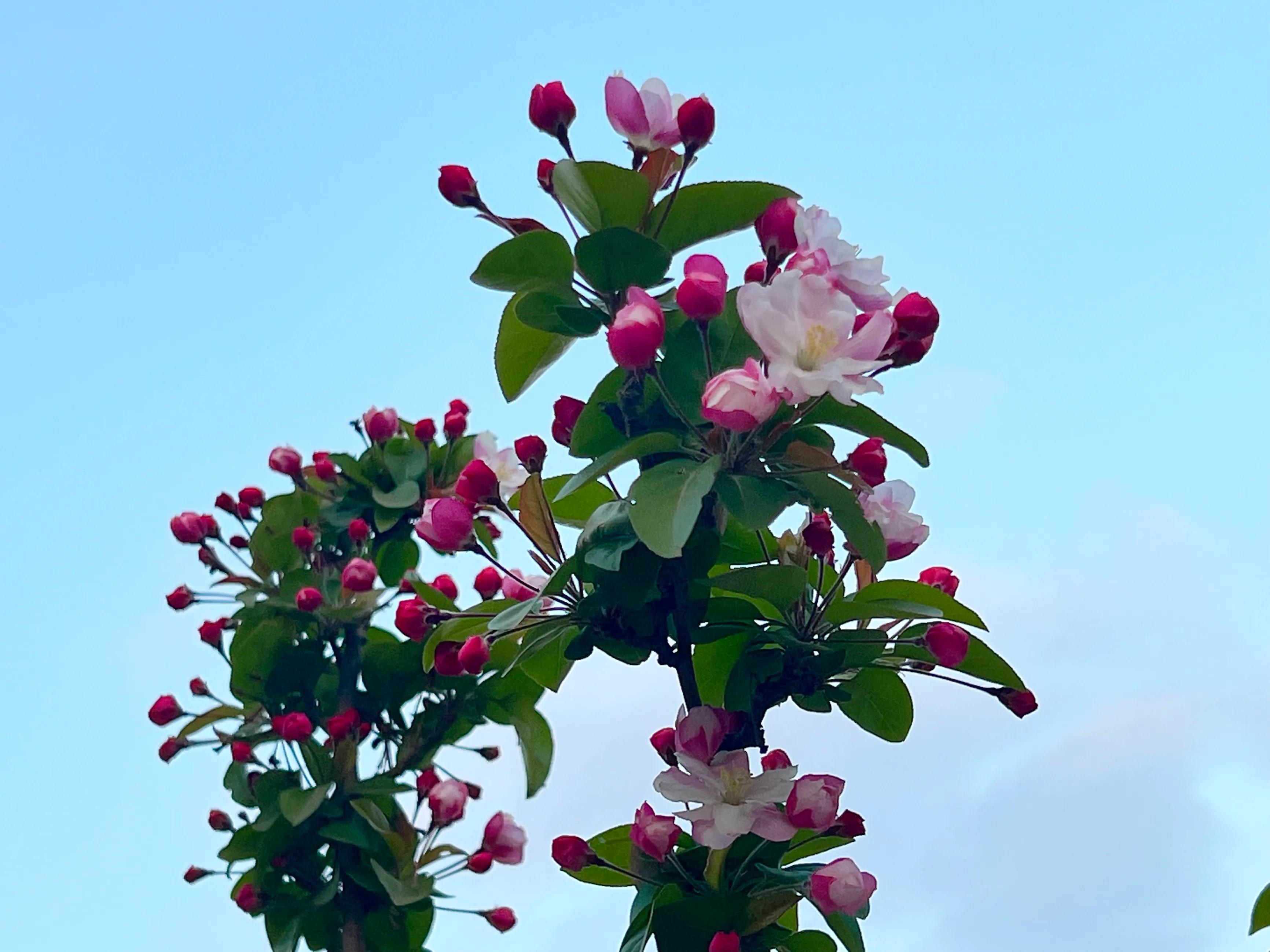 三月百花齐放的唯美句子