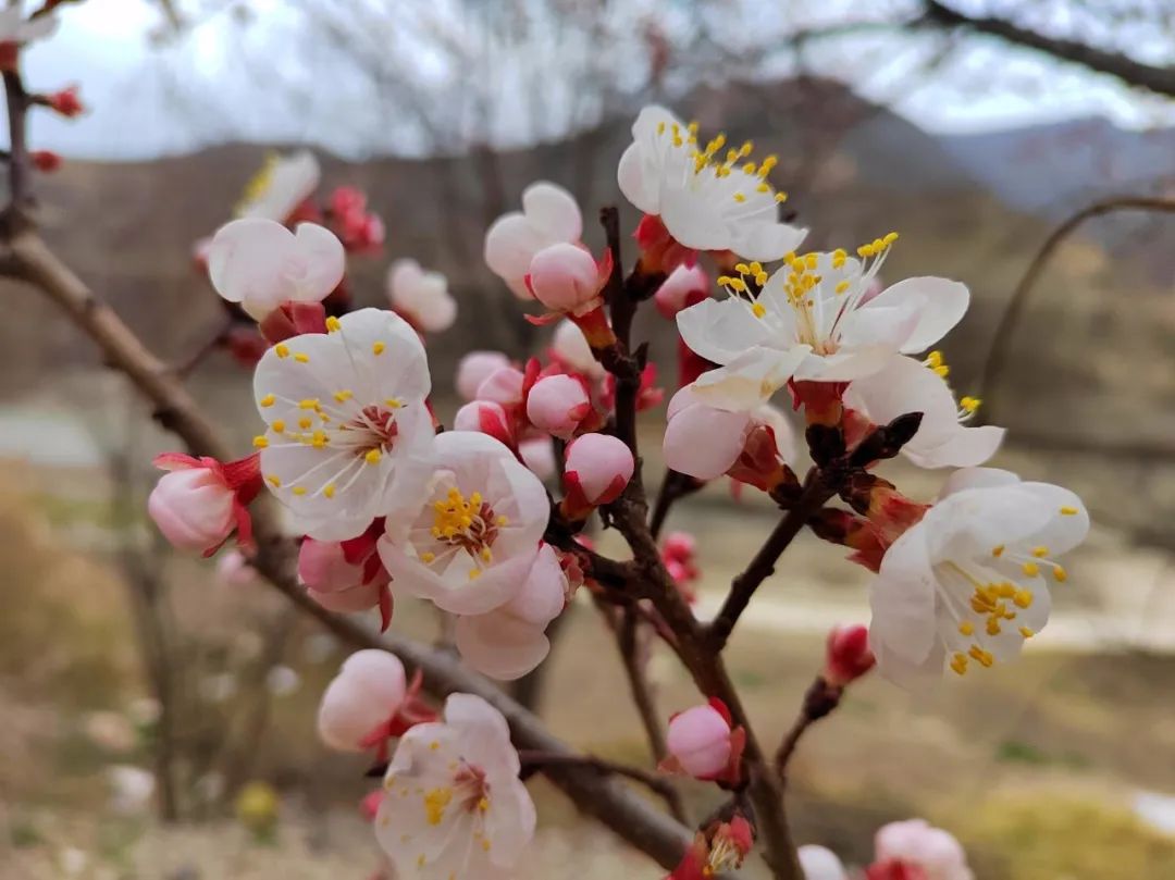 美好三月：愿你不负春光，向阳而生