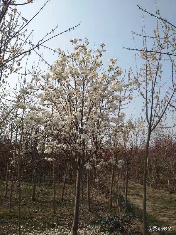 意杨的介绍（全国各地区常用园林绿化树种汇总）