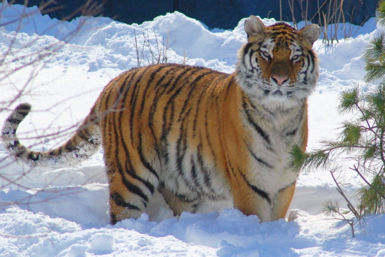 男子遇拦路东北虎，相距仅5米，对视1分钟后离开，攻击人怎么办？