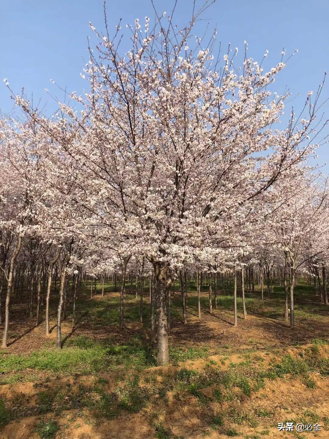 樱花有几片花瓣（我国园林中常见的樱花主要品种）