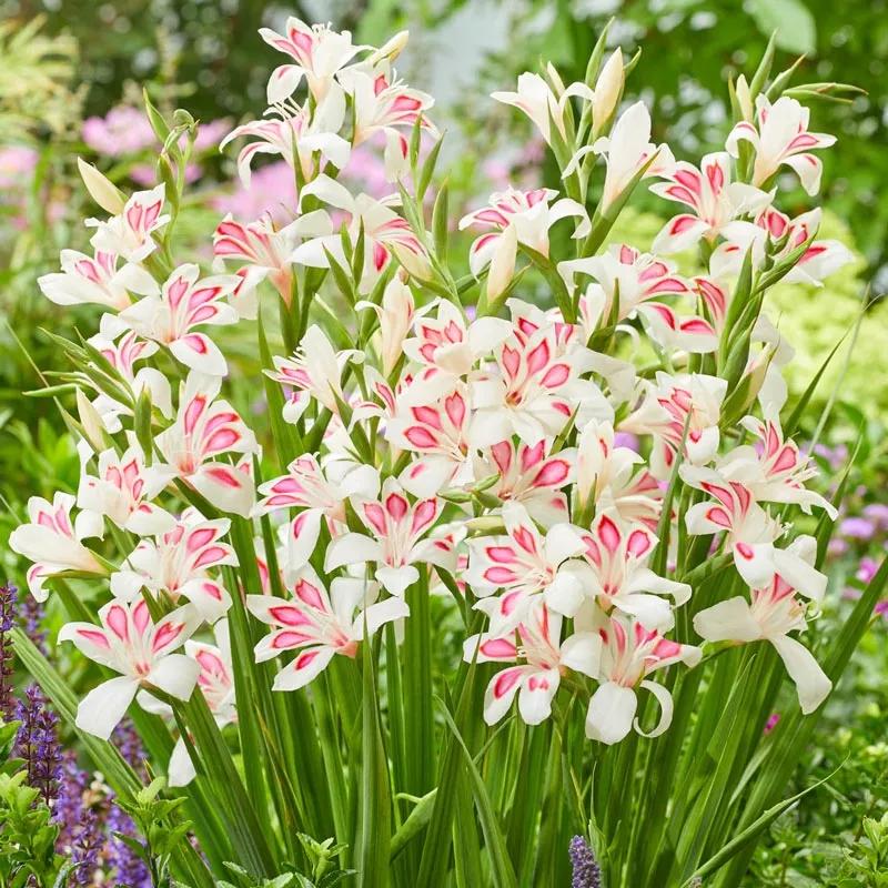 花朵美图｜温柔甜美的初吻、大丽花、耧斗菜花朵合集160张