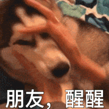 抖音热门表情包原图