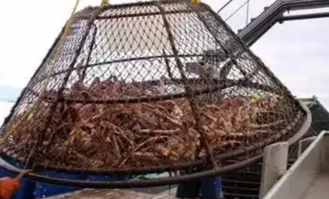 帝王蟹有多可怕？席卷欧洲还入侵南极，每吃一只都是在拯救世界