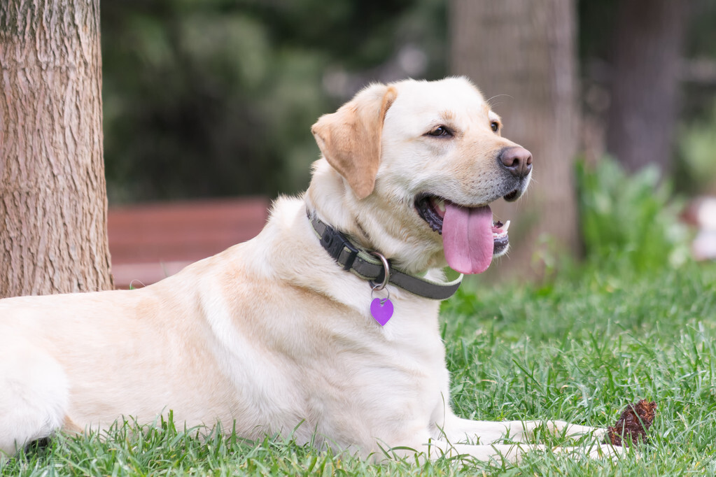 柯利牧羊犬（这6种大狗可以放心养不会被罚款）