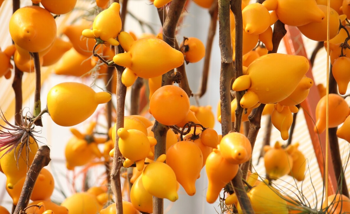 9,黄金果——五代同堂,吉祥安康