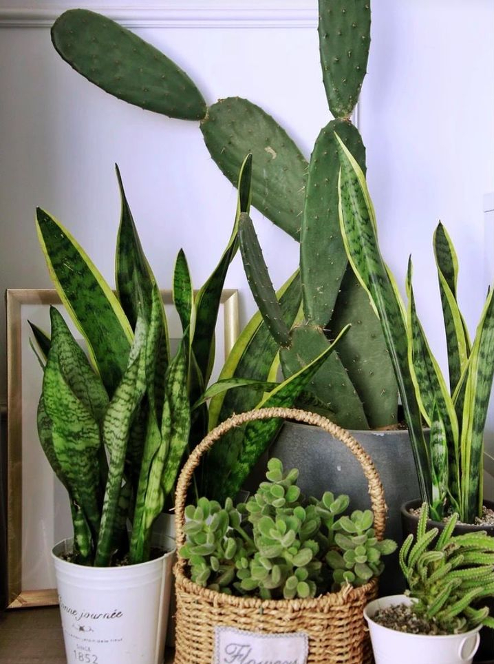 全网最火的12种高颜值绿植，杀手or圣手，就看这篇了