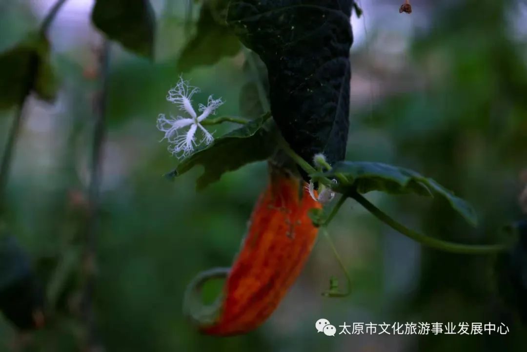 线上展览|“山河春意 锦绣太原——花的世界”主题摄影线上图片展（十九）