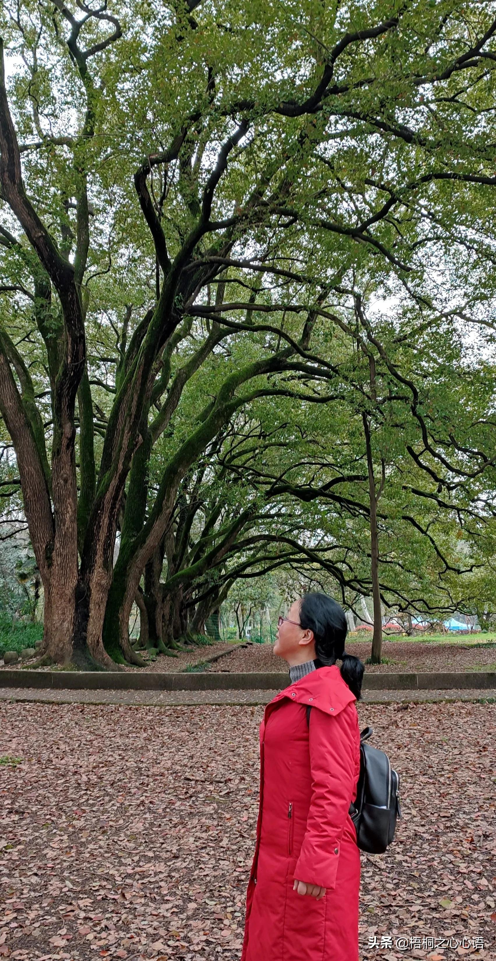 去年樱开时，那些漫妙记忆，此生许没再见时，存此让友情天长地久