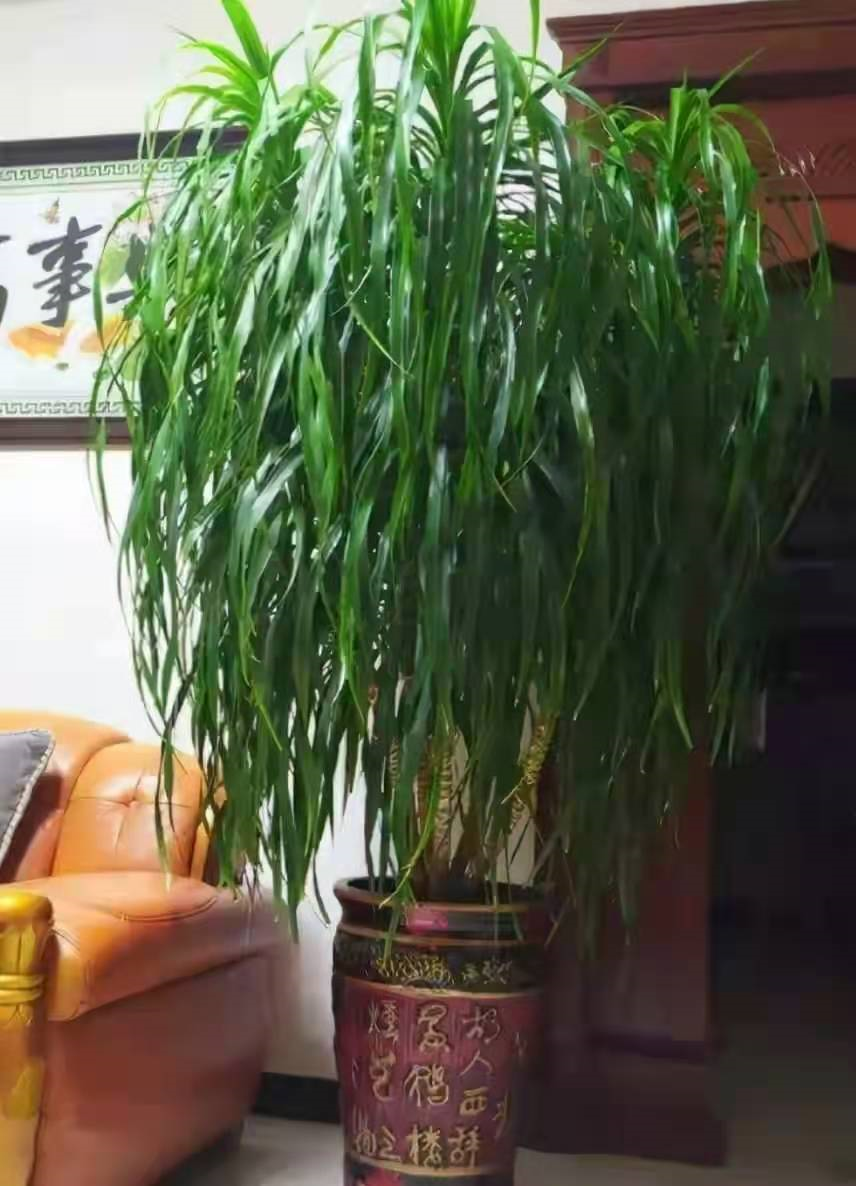 客厅有树，十有九富！这些植物养在家里，霸气“镇宅”，寓意吉祥