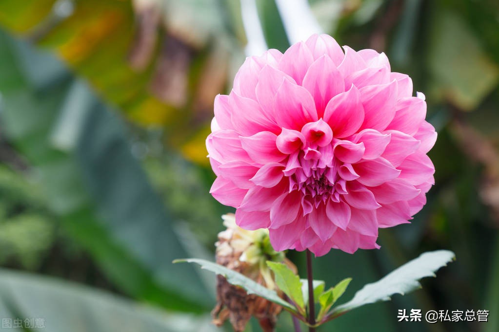 向日葵有个很好的花语：入目无他人，四下皆是你