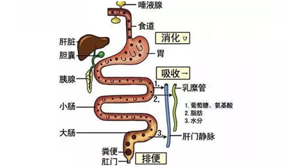 经常胃肠胀气很难受？这是怎么回事呢？医师帮你揪出产气凶手