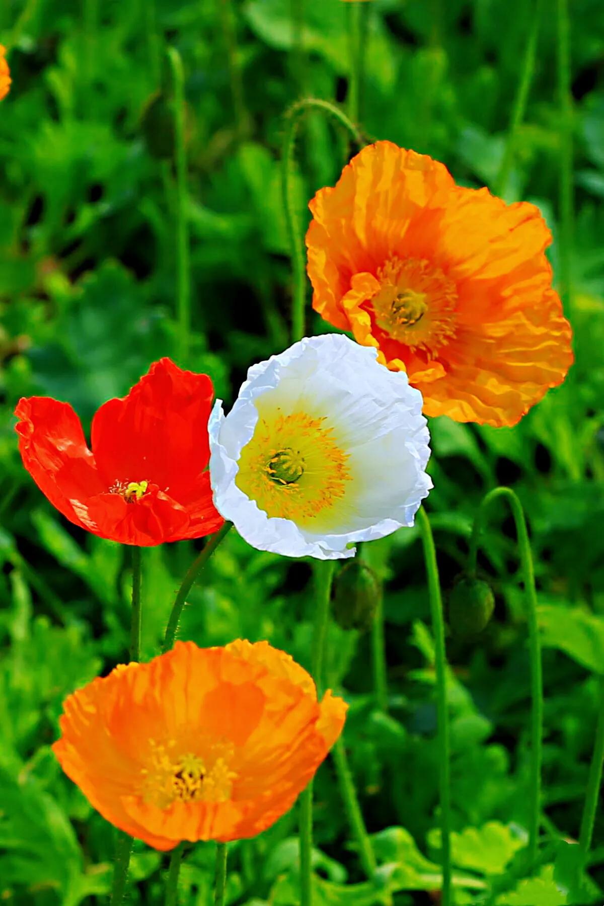 虞美人图片(犹如美女的虞美人的你了解多少呢)-商机卡