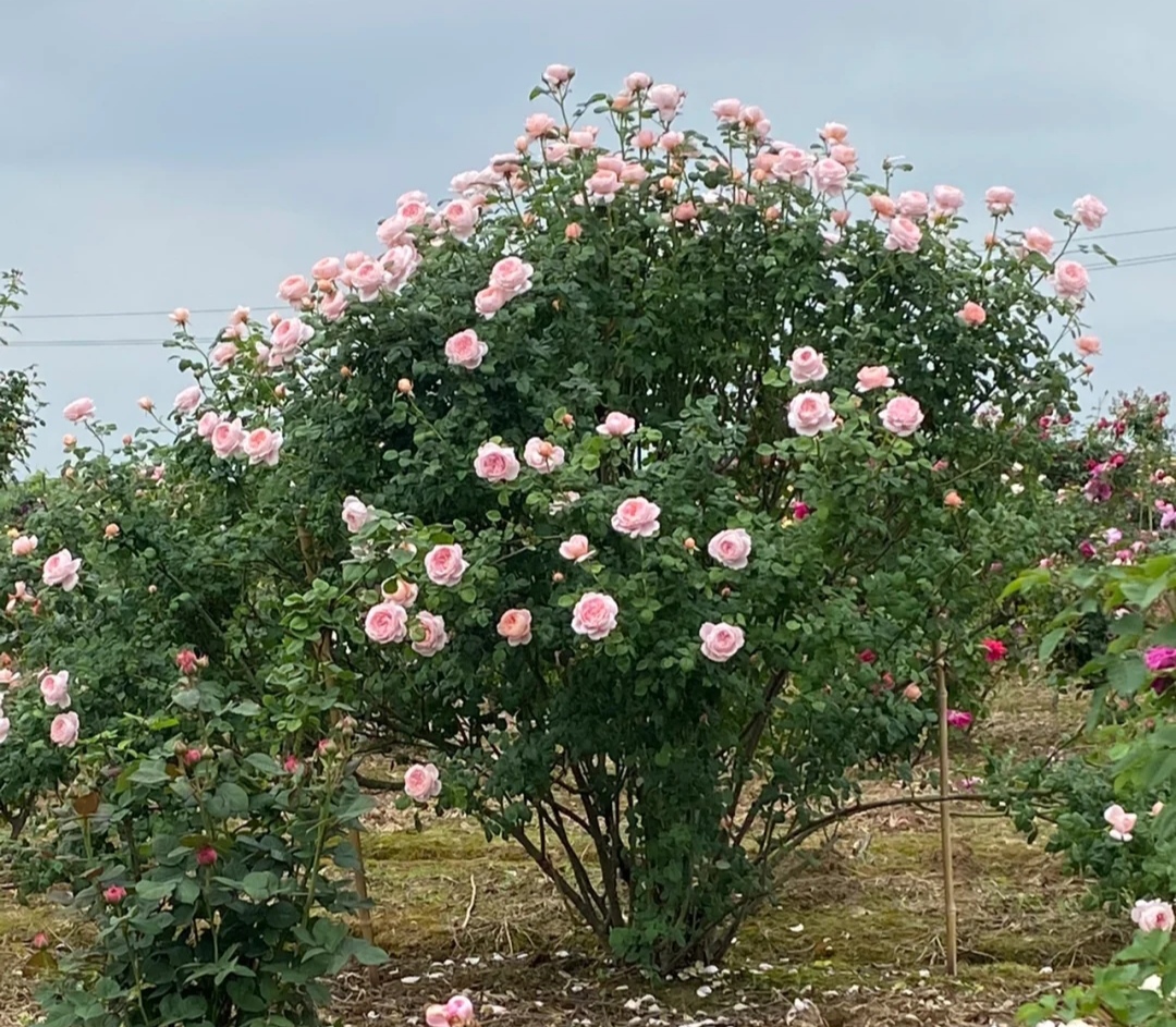 月季花品种大全（20种大藤本月季详细介绍）