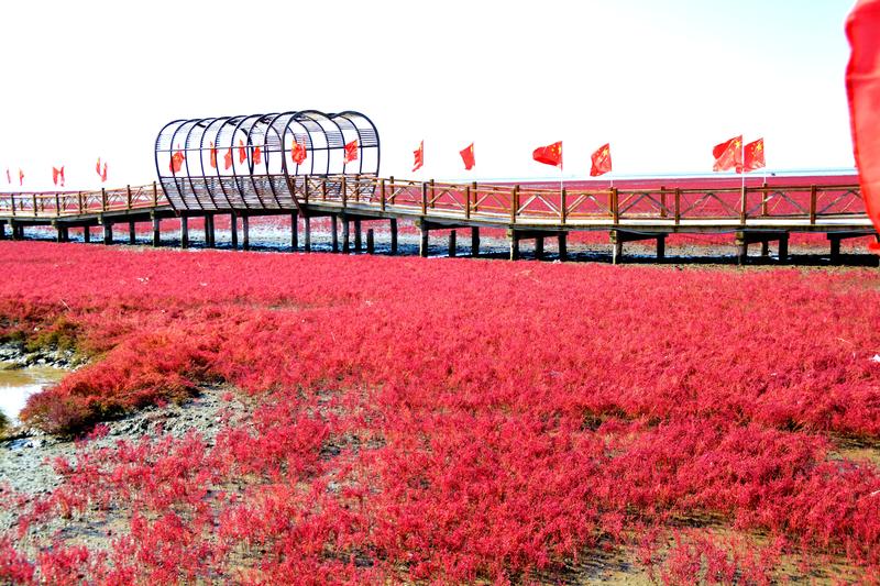 去一个叫：辽宁盘锦的地方
