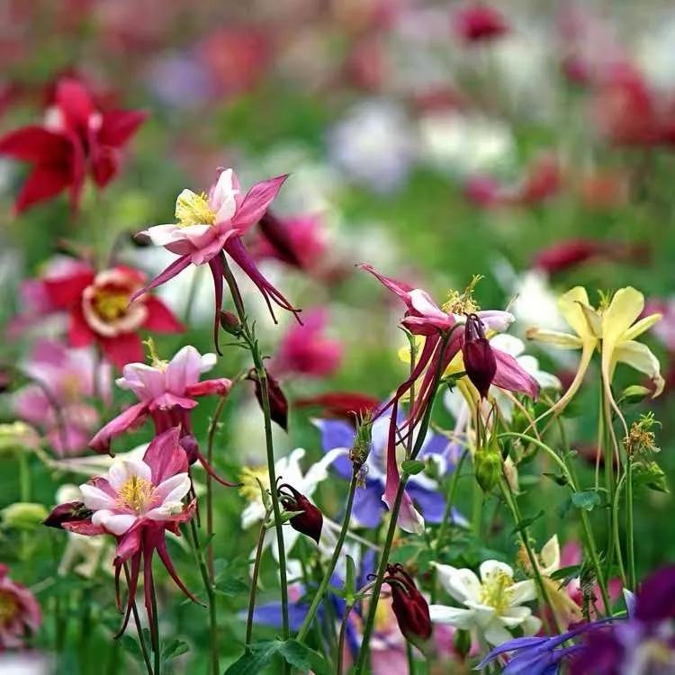 花朵美图｜温柔甜美的初吻、大丽花、耧斗菜花朵合集160张