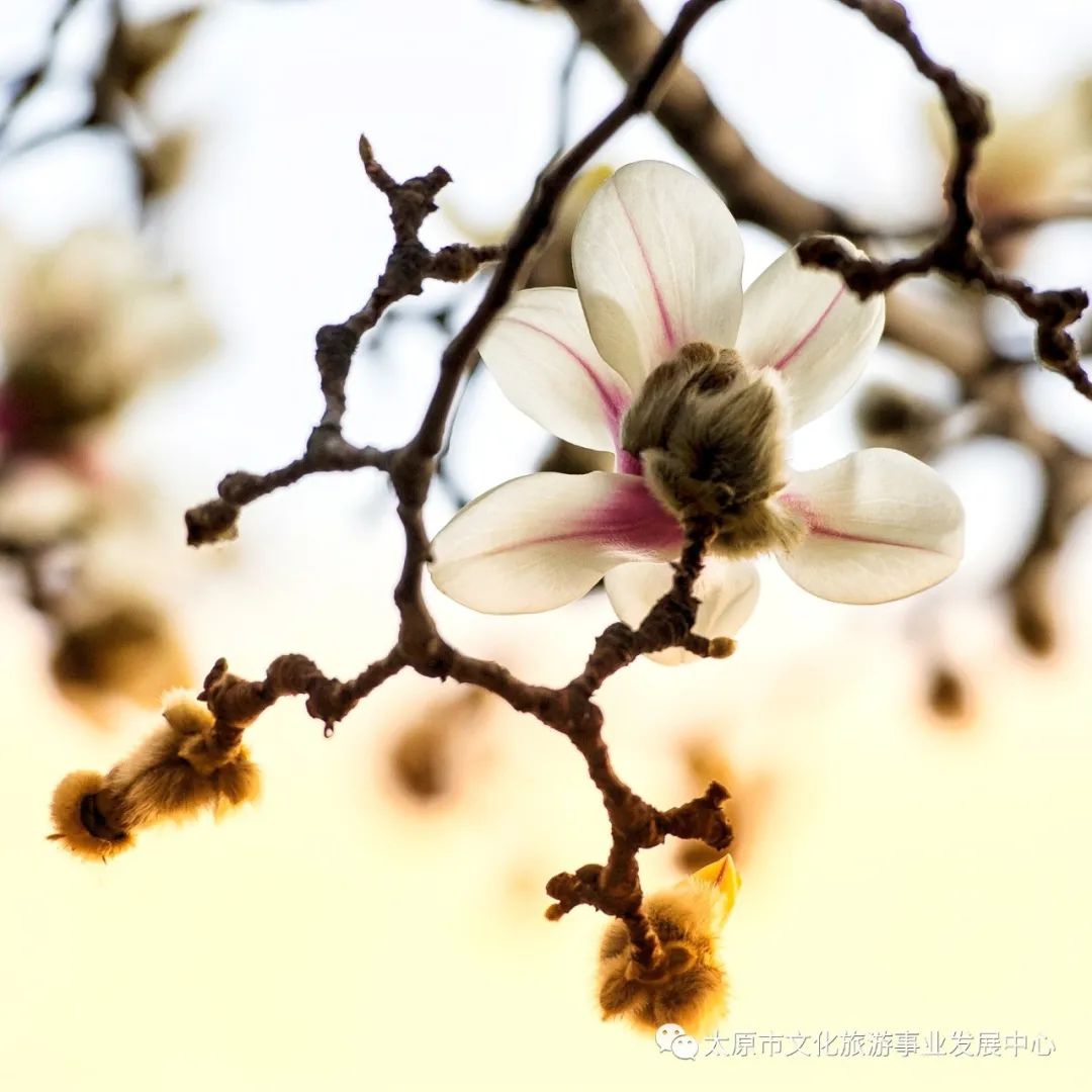 线上展览|“山河春意 锦绣太原——花的世界”主题摄影线上图片展（七）