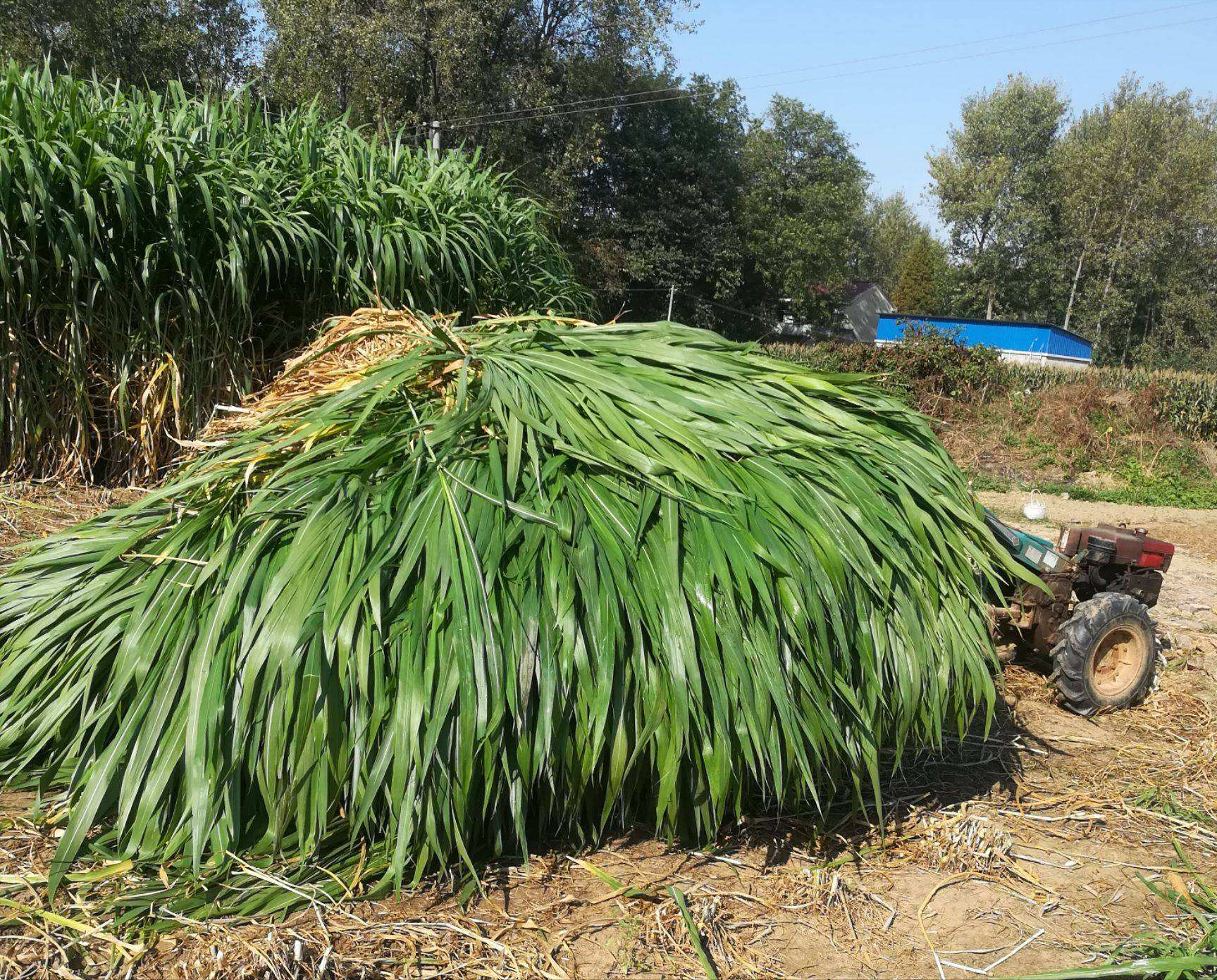 巨菌草:埋在土里就能活,亩产30吨,价值是玉米的10倍,有何用途