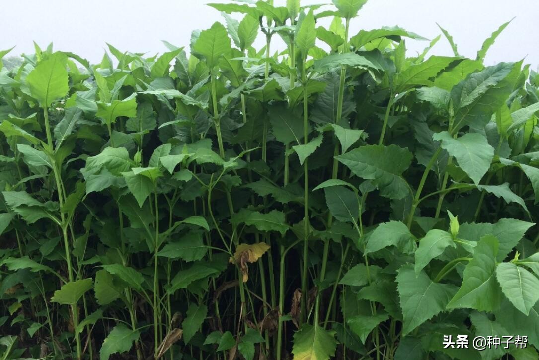 耐寒、耐高溫的牧草，串葉松香草多年生，在零下40度地區(qū)可過冬