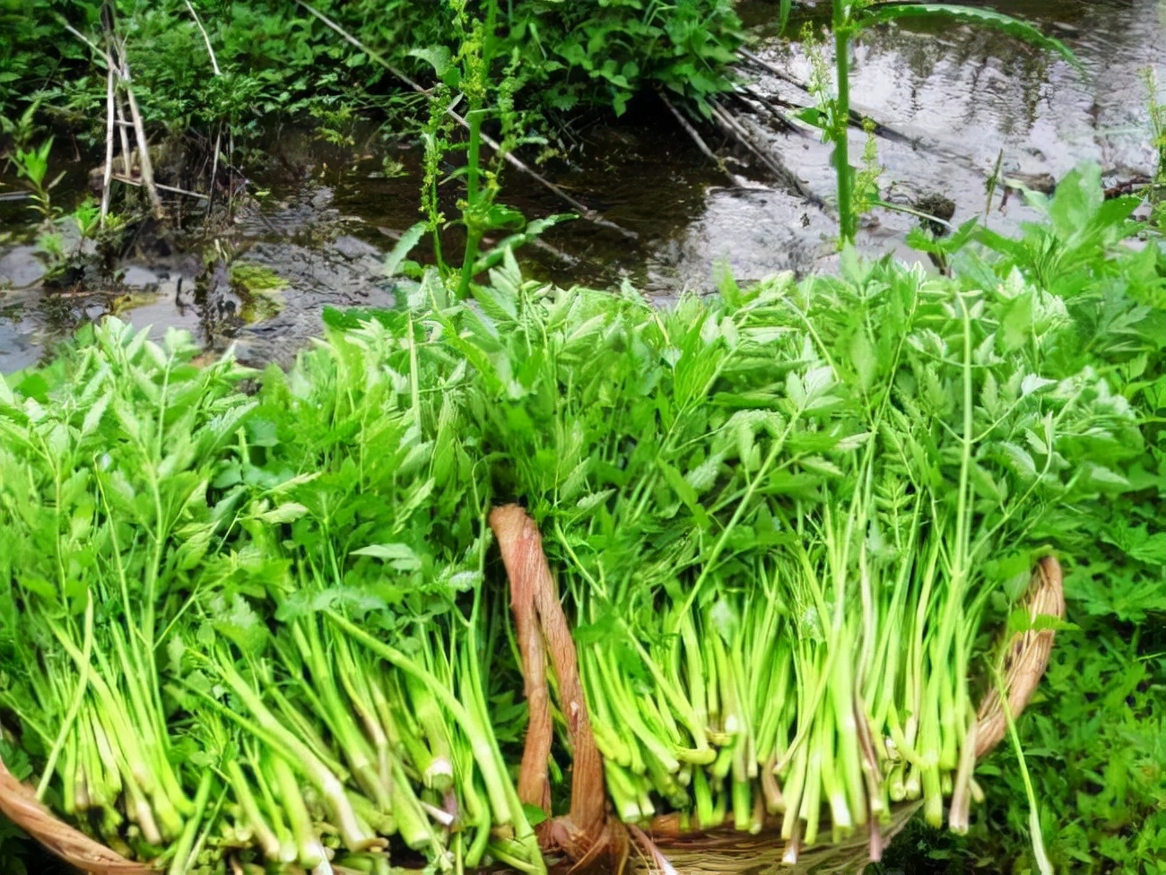 31種野菜大合集,帶你認識不同的野菜和吃法,你想要的野菜這裡有