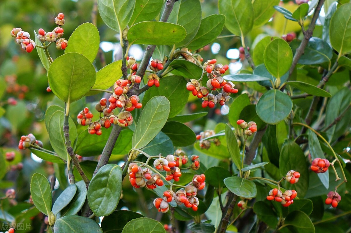 北京地区常见植物-大叶黄杨(冬青卫矛)