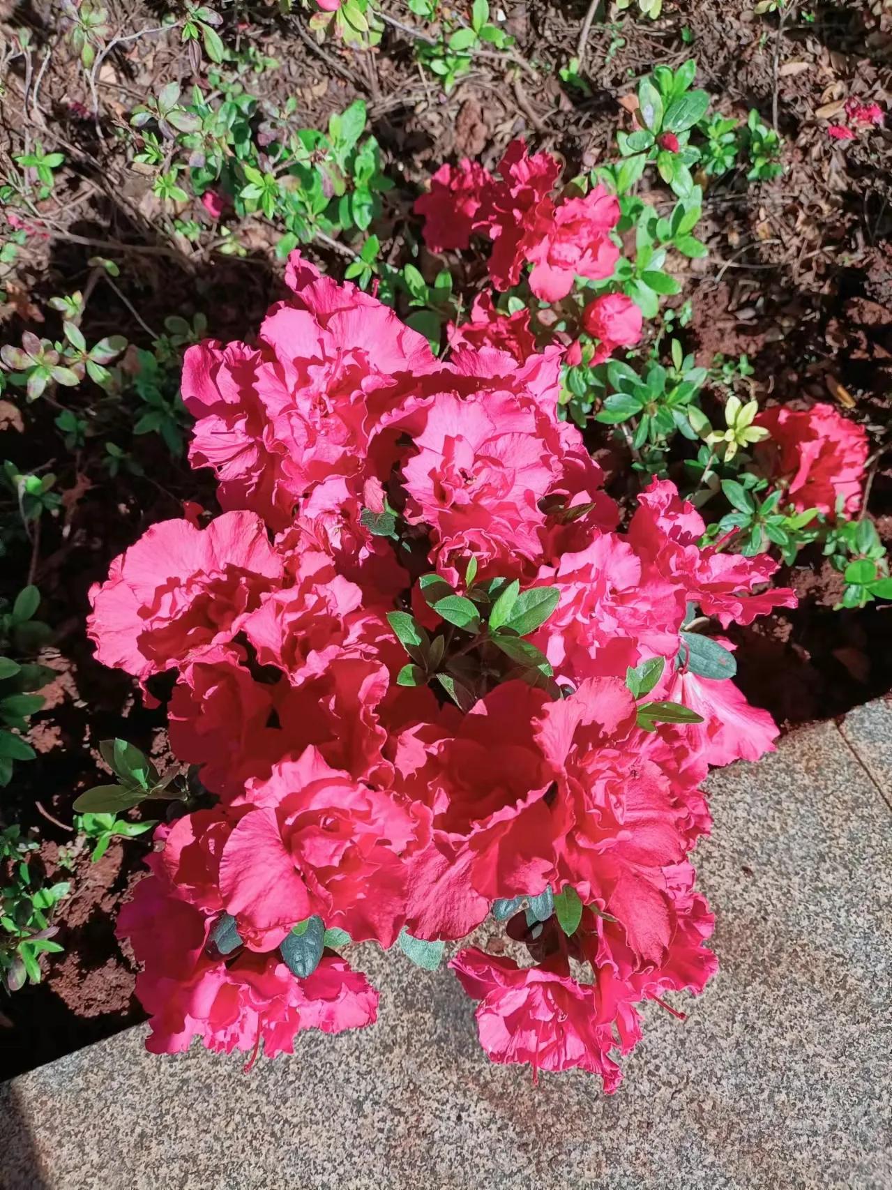 贺虎年元宵节专集