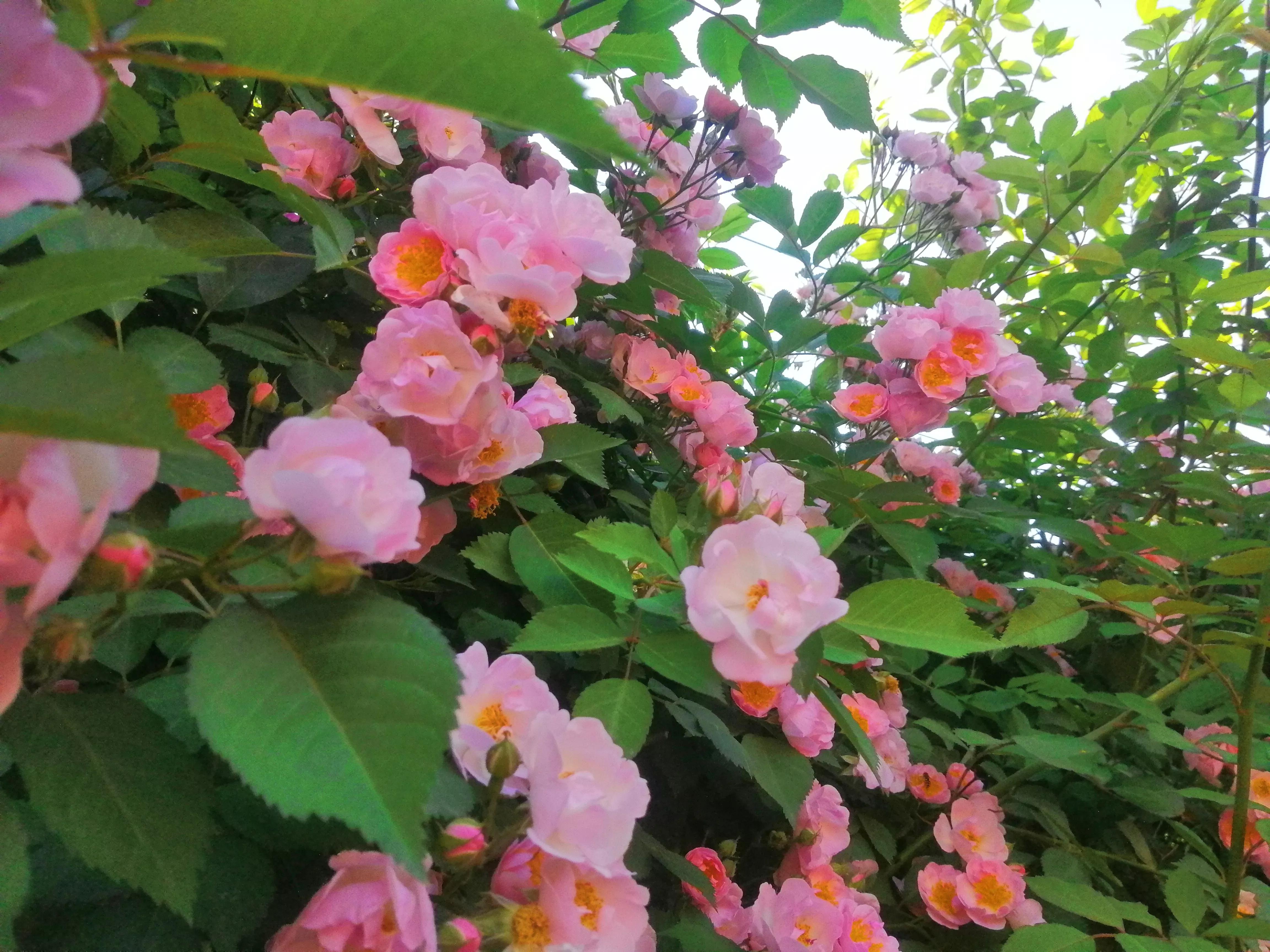 满架蔷薇，一院飘香「随笔散文」