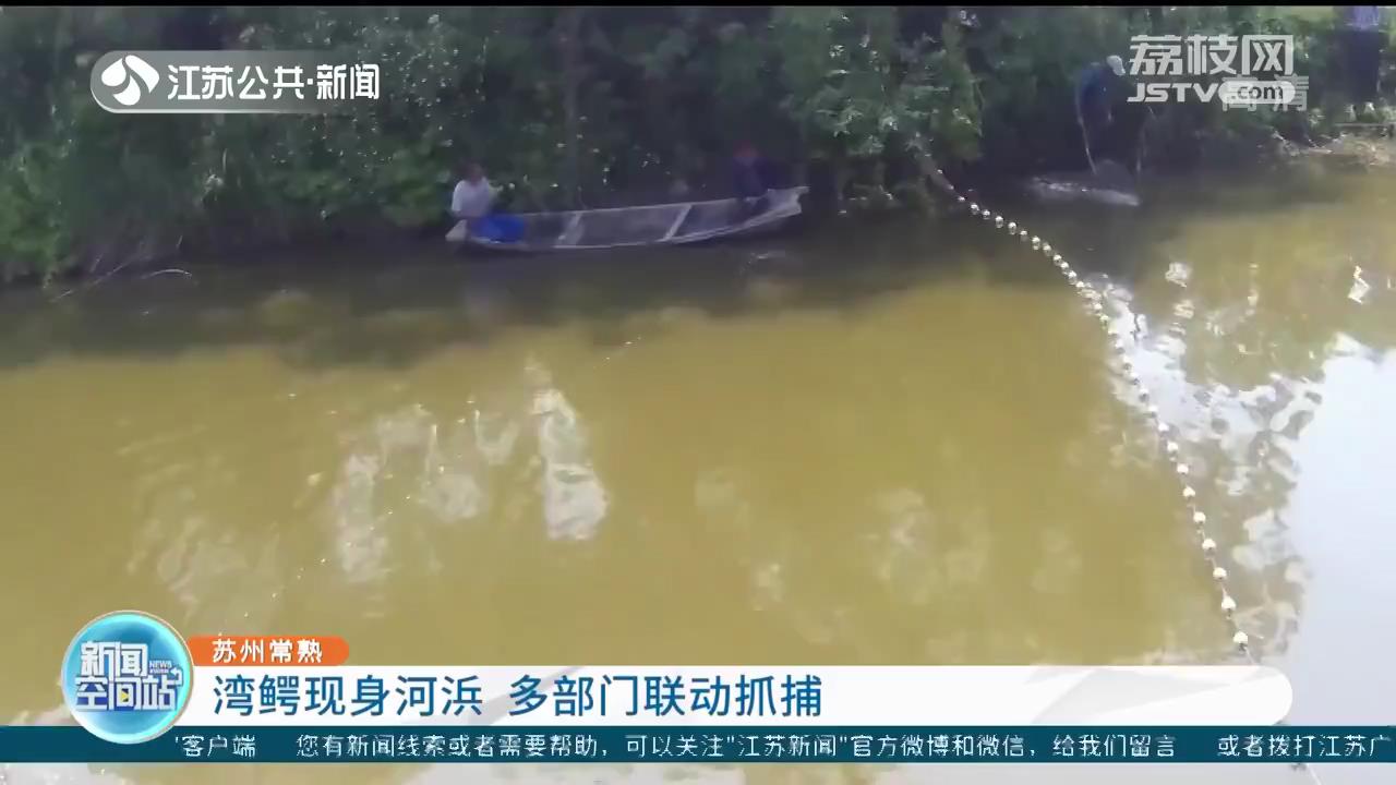 苏州常熟：1.6米湾鳄现身河浜 多部门联动抓捕