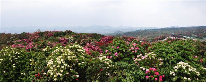 贵州大方百里杜鹃简介（最大的百里杜鹃的景区介绍）