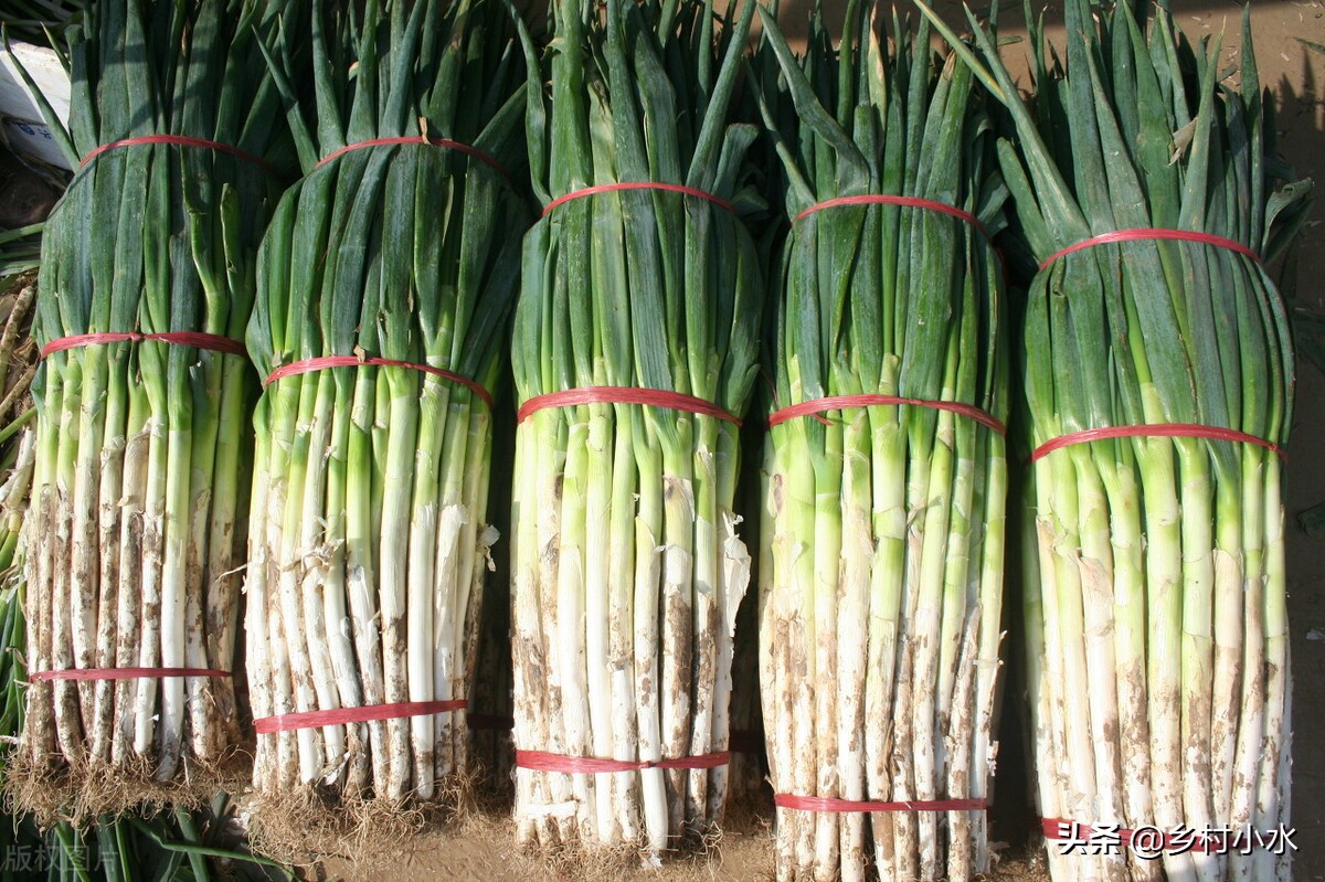 蔬菜种植有窍门，老祖宗总结出10句种菜“顺口溜”，句句饱含智慧