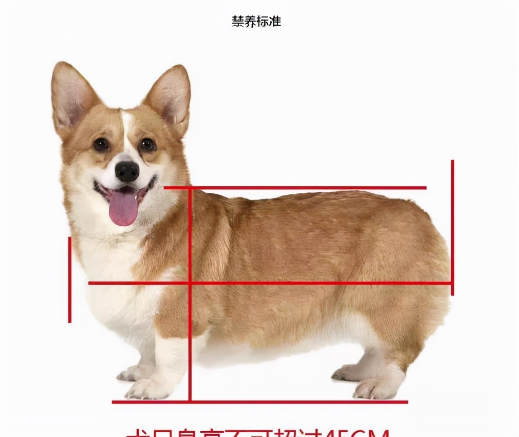想养狗，不建议养这几种狗