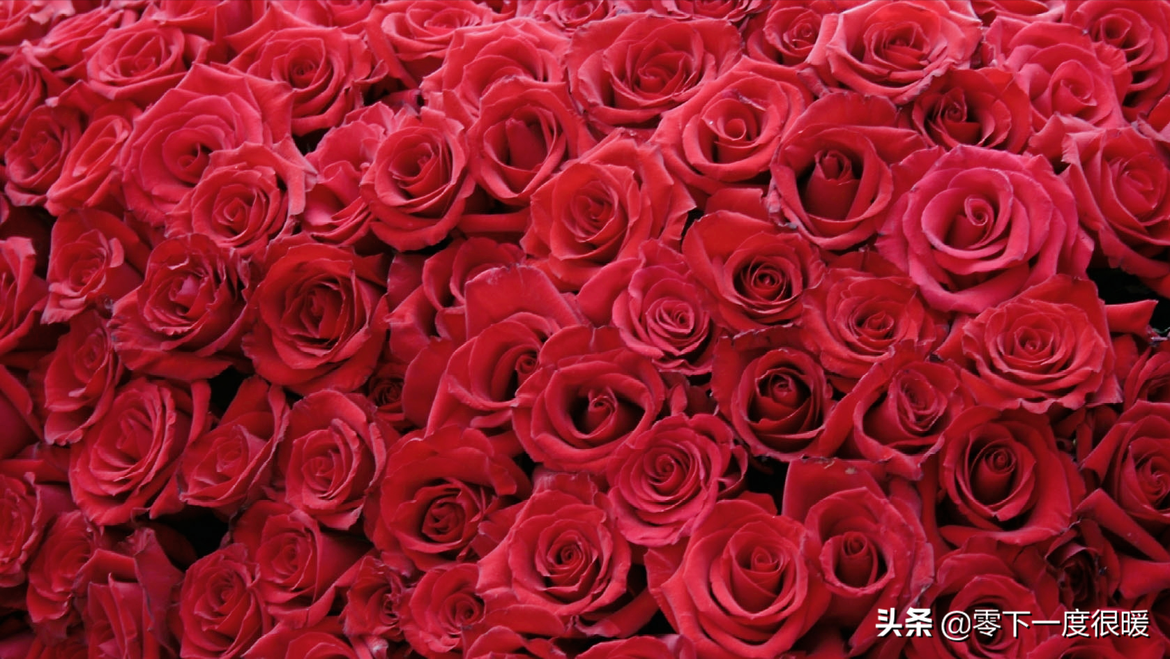 10款红玫瑰大图壁纸,送给你,希望你能收获甜甜的爱情