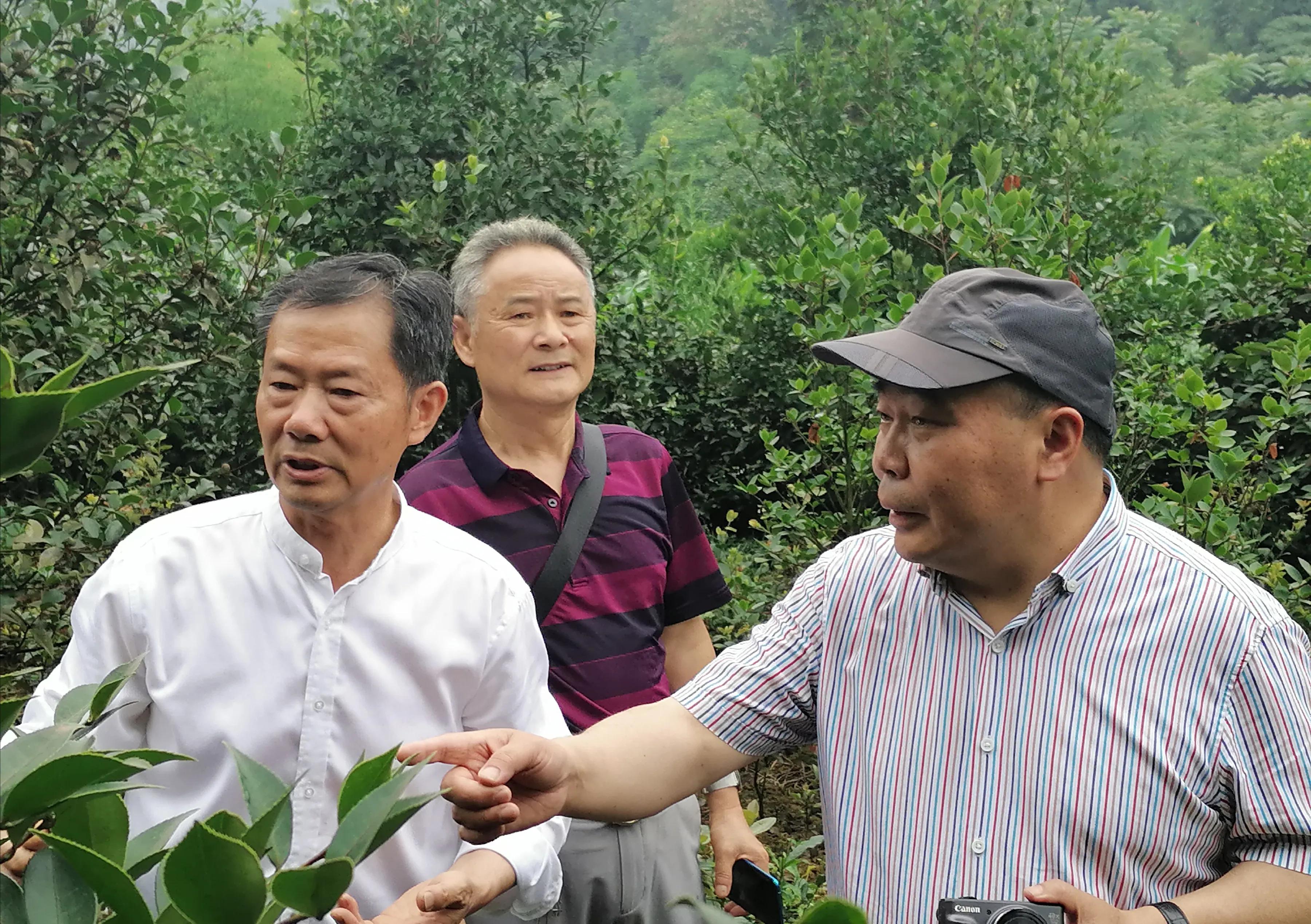 筠连县老科协助力为企业解除山油茶苗木销售瓶颈