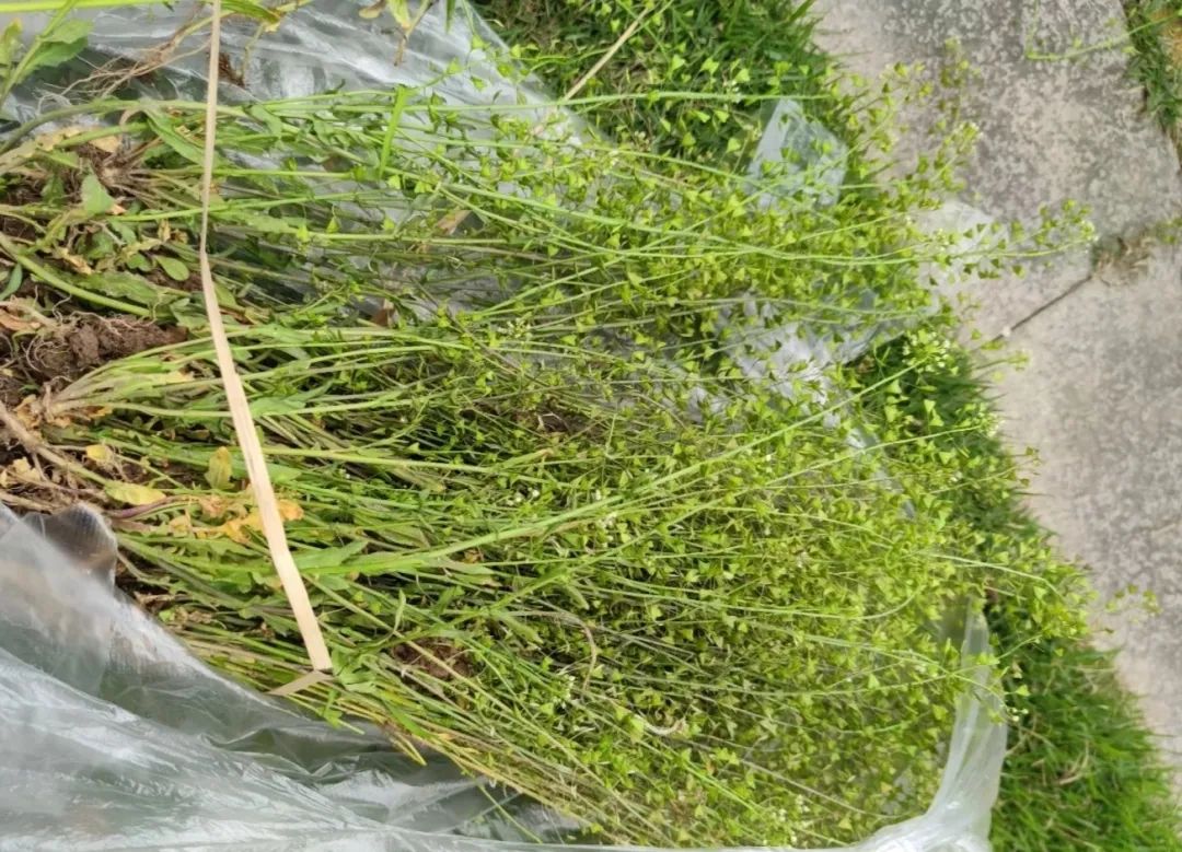 据说,在三国时期,华佗都农村采摘草药,途中遇到大雨,被雨淋了,便去