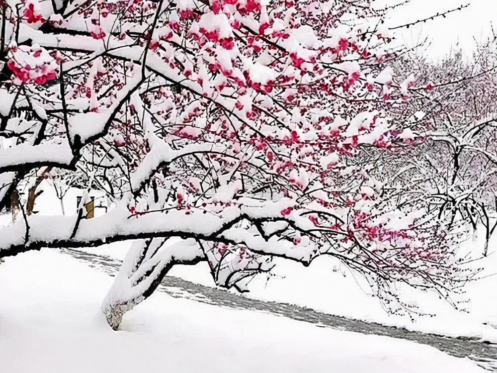 渺万里层云，千山暮雪，只影向谁去？12 句优美的写雪的句子