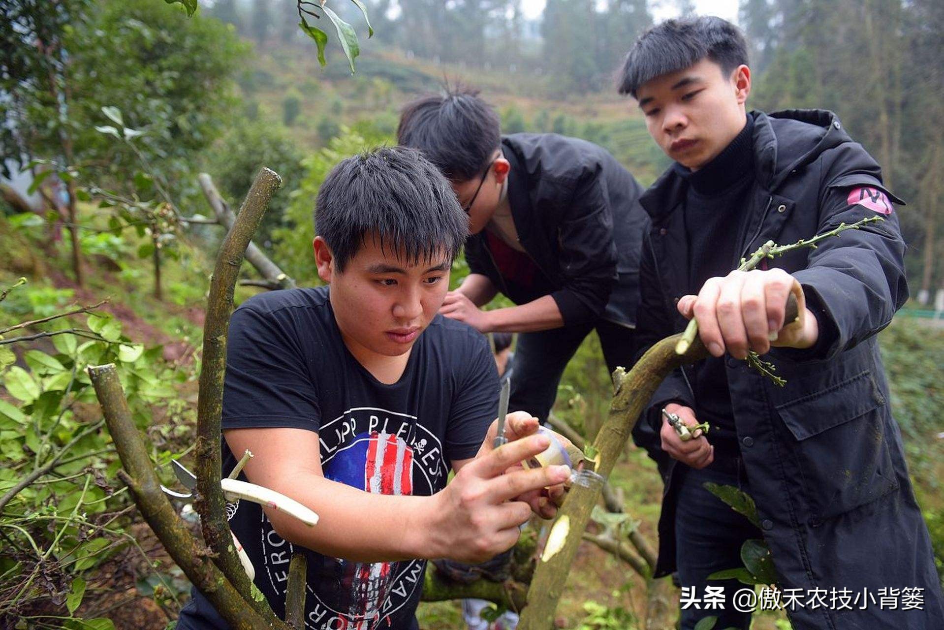 嫁接树的最佳时间是几月份（果树最细嫁接方法分享教学）