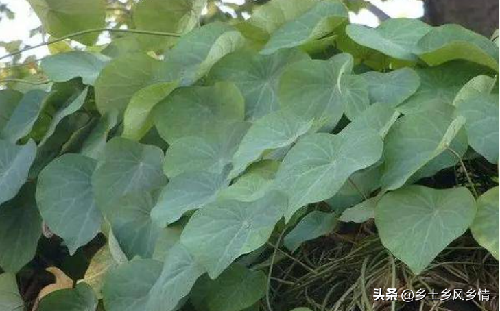 农村大叔3年前移植野生千金藤，亩收入2万，看他是如何种植的