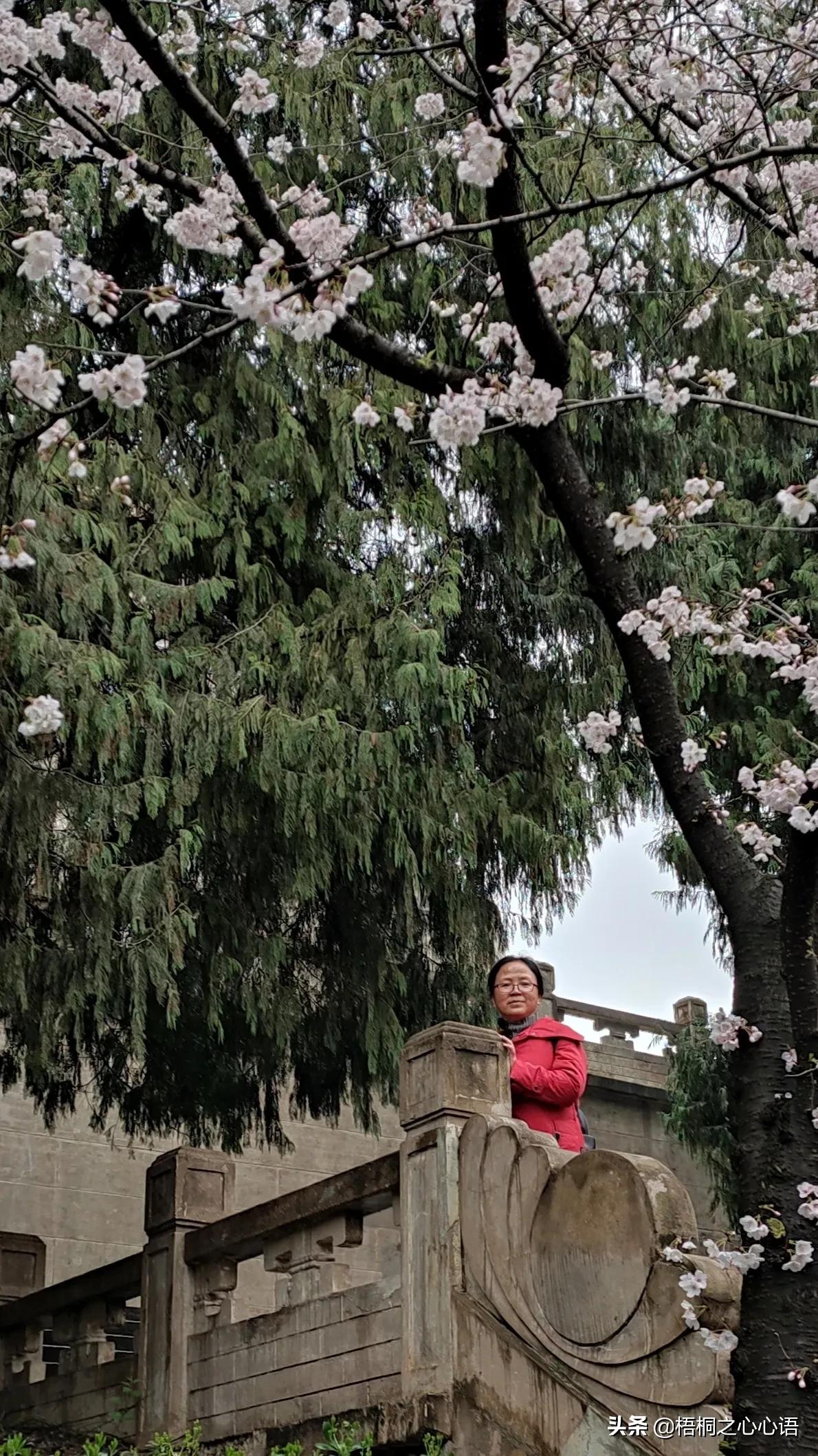 去年樱开时，那些漫妙记忆，此生许没再见时，存此让友情天长地久