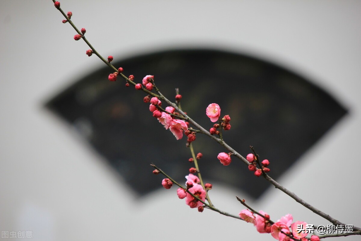 摄影新手学点“高级”的，把普通花朵拍摄出诗意美，照片更有意境