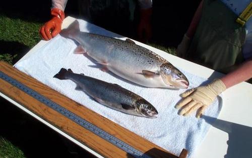 中国人发明世界上第一条转基因鱼，为何无法上市？