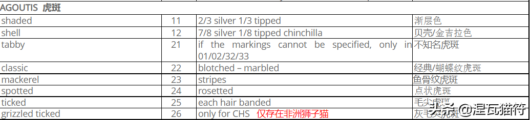 英国短毛猫丨金渐层（黑金）